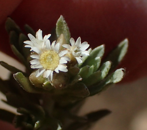 Image of Gnaphalium capense by (c) Nicola van Berkel, some rights reserved (CC BY-SA)