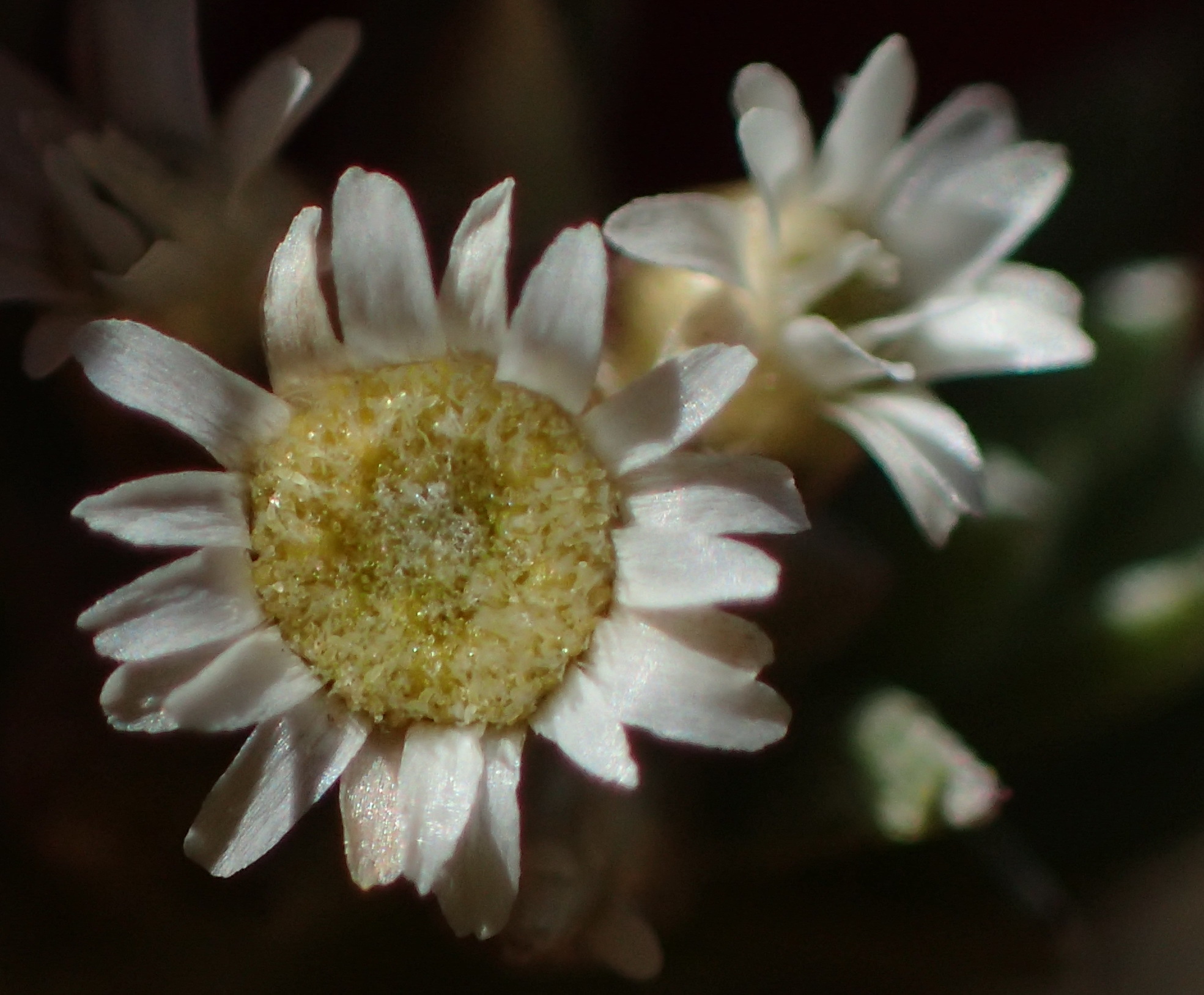 Cape Cudweed (Gnaphalium capense)
