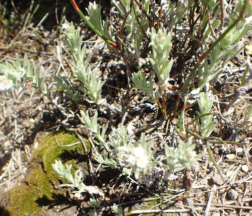 Image of Gnaphalium capense by (c) Nicola van Berkel, some rights reserved (CC BY-SA)