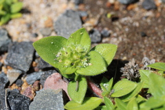 Richardia humistrata