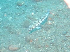 Parapercis tetracantha