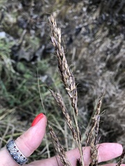 Sorghum