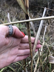 Sorghum