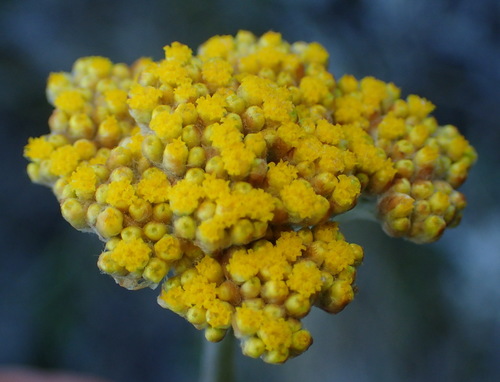 Image of Helichrysum splendidum by (c) Nicola van Berkel, some rights reserved (CC BY-SA)
