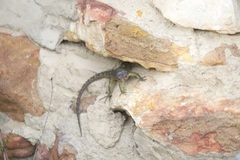 Pseudocordylus microlepidotus