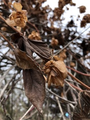 Humulus lupulus