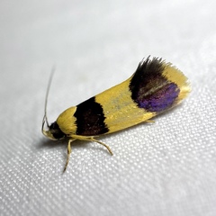 Telecrates laetiorella