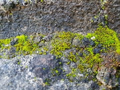 Pseudocrossidium revolutum