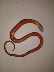 Coniophanes meridanus