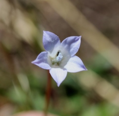 Wahlenbergia cernua