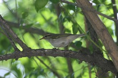 Phylloscopus borealis