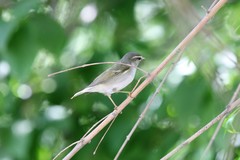 Phylloscopus borealis