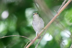Phylloscopus borealis