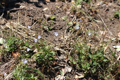 Wahlenbergia cernua