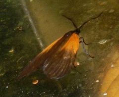 Pyromorpha dimidiata