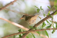 Phylloscopus borealis