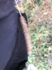 Setaria pumila