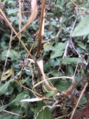 Setaria pumila