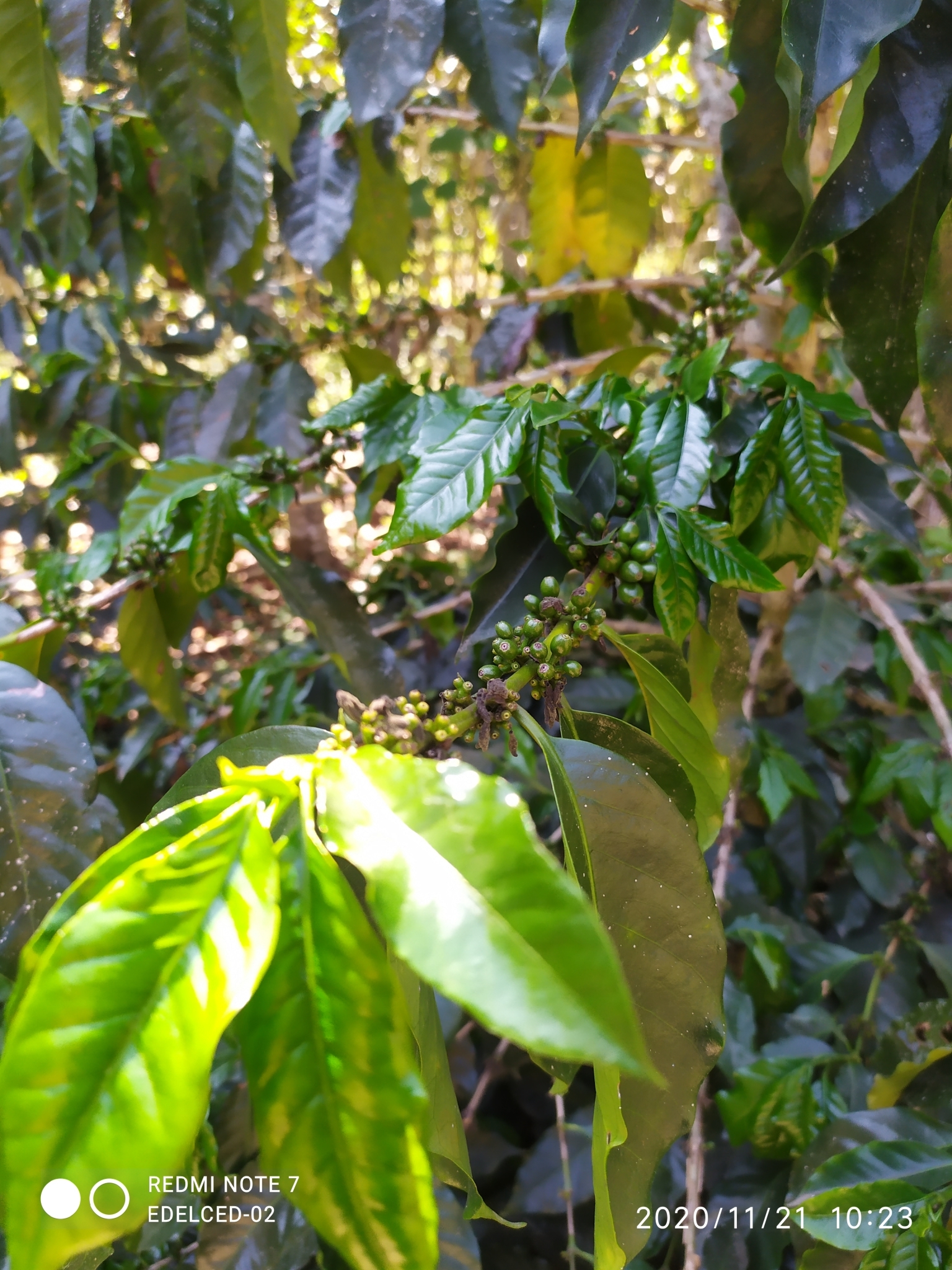 Coffea arabica image