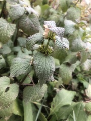 Lamium album