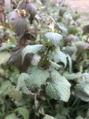 Lamium album