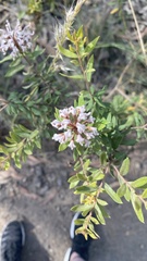 Grevillea phylicoides