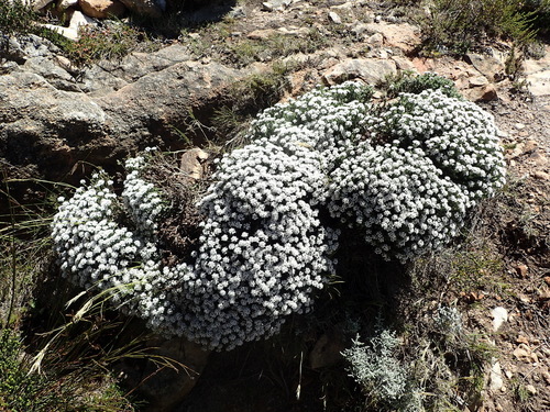 Image of Metalasia strictifolia by (c) Nicola van Berkel, some rights reserved (CC BY-SA)