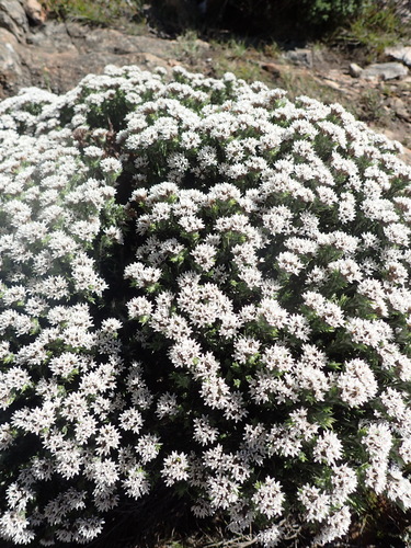 Image of Metalasia strictifolia by (c) Nicola van Berkel, some rights reserved (CC BY-SA)