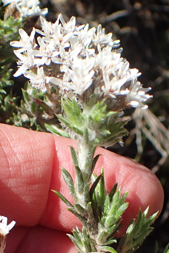 Image of Metalasia strictifolia by (c) Nicola van Berkel, some rights reserved (CC BY-SA)