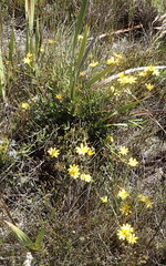 Osteospermum asperulum