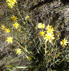 Osteospermum asperulum