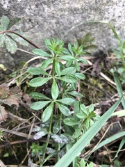 Galium
