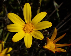 Osteospermum asperulum
