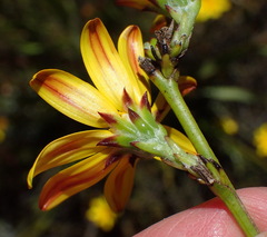 Osteospermum asperulum