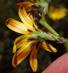 Osteospermum asperulum