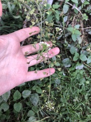 Capsella bursa-pastoris