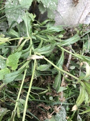 Capsella bursa-pastoris