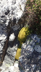 Hypodontium pomiforme