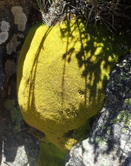 Hypodontium pomiforme