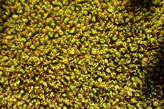 Hypodontium pomiforme