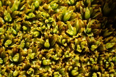 Hypodontium pomiforme