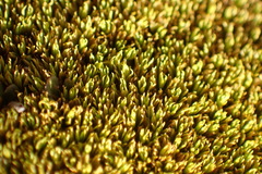 Hypodontium pomiforme