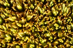 Hypodontium pomiforme