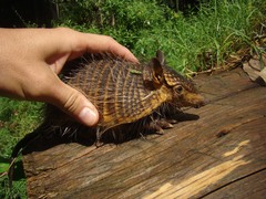 Chaetophractus vellerosus