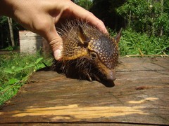 Chaetophractus vellerosus