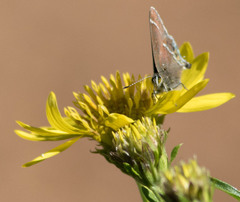 Callophrys spinetorum