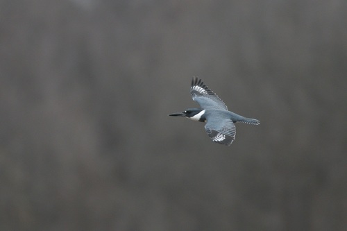 Belted Kingfisher photographed in Maryland
