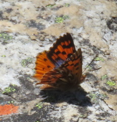 Chrysoritis swanepoeli hyperion