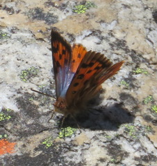 Chrysoritis swanepoeli hyperion