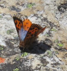 Chrysoritis swanepoeli hyperion